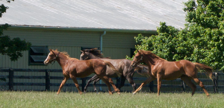 Hunter Valley
